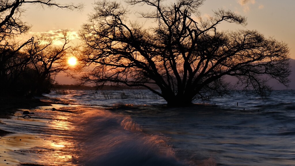 湖辺の夕木　２