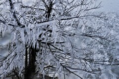 枝木しぶき氷　２