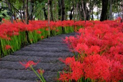 小径の曼珠沙華　Ⅰ