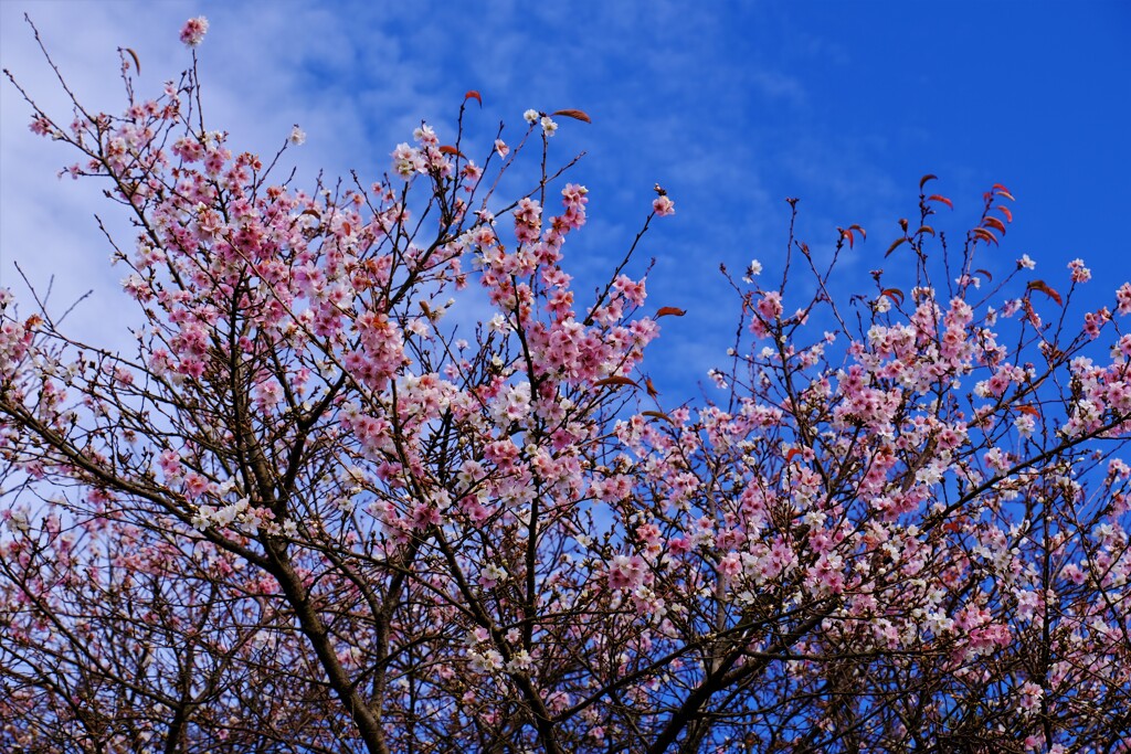 秋冬桜花爛漫