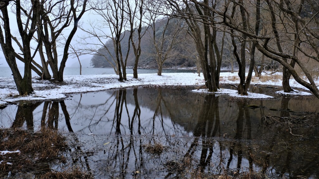 湖辺の小さな森の水辺