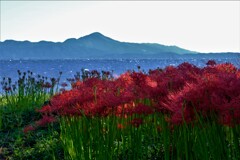 湖辺の彼岸花