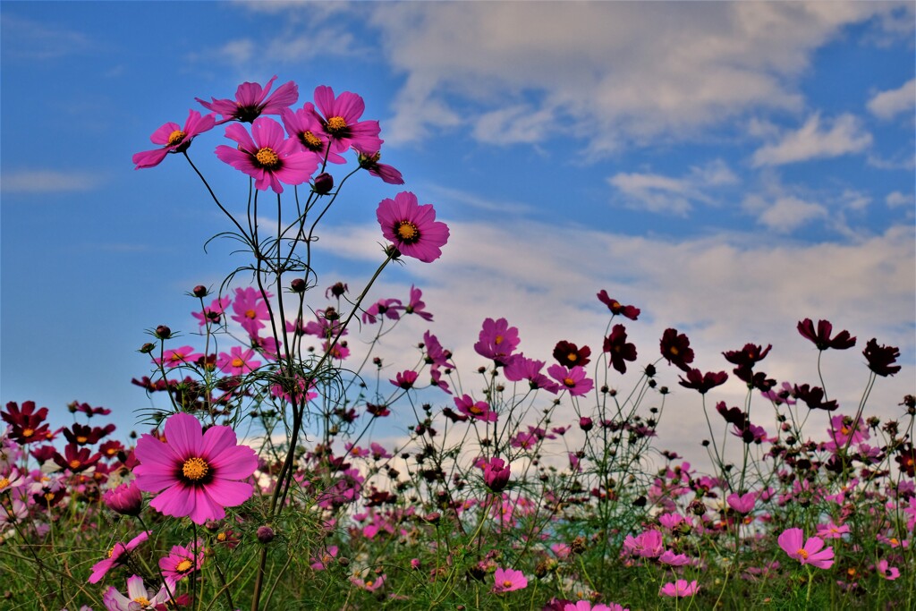 秋桜　１