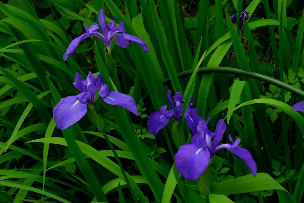 延寿寺の初夏の花　５