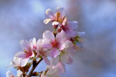 冬咲く桜　４