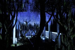 在士八幡神社の紫藤ライトアップ　５