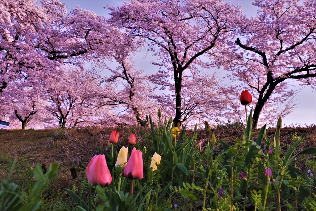 土手春花