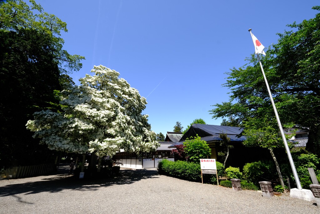 沙沙貴神社　５