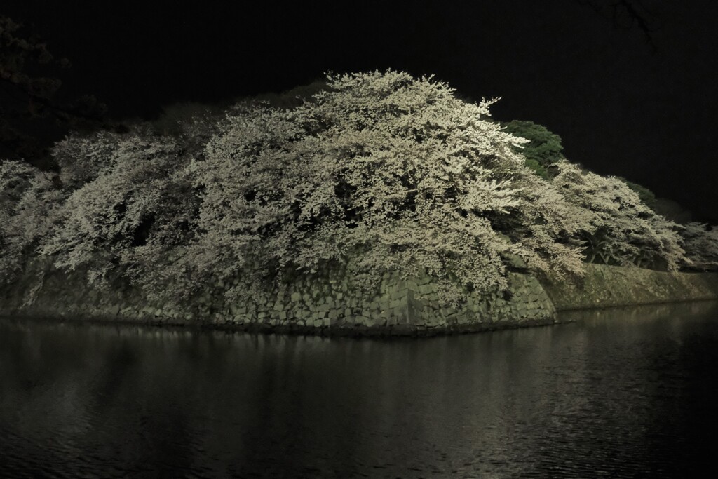 彦根城濠端夜景　１