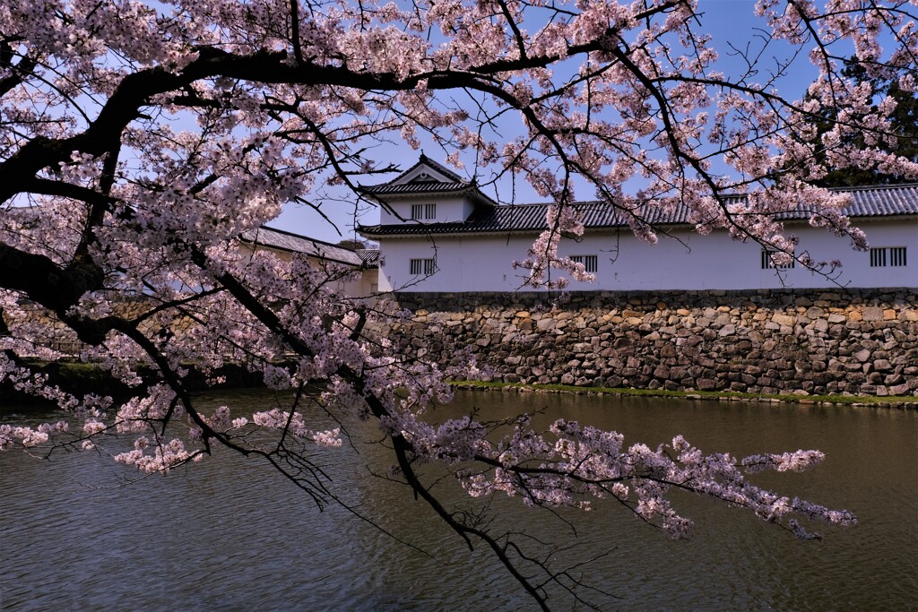 彦根城春散歩　開国記念館　１