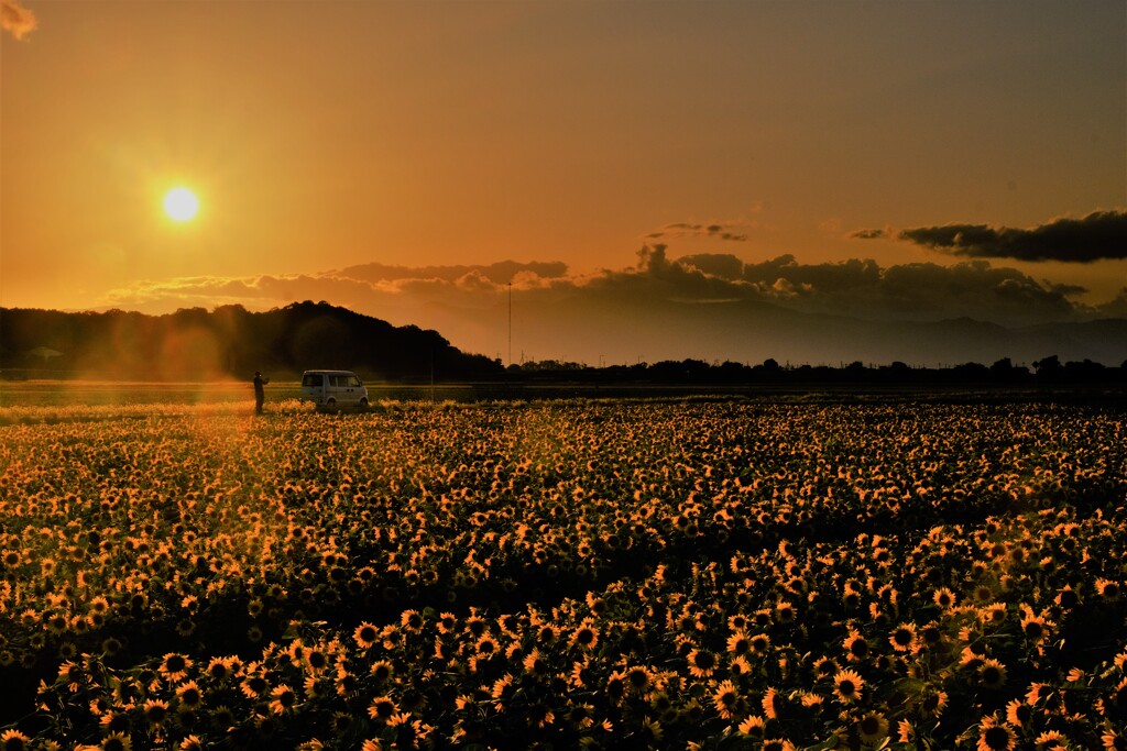 ひまわり畑夕景