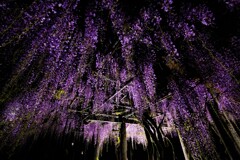 在士八幡神社の紫藤ライトアップ　２