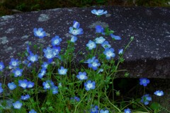 延寿寺の初夏の花　１