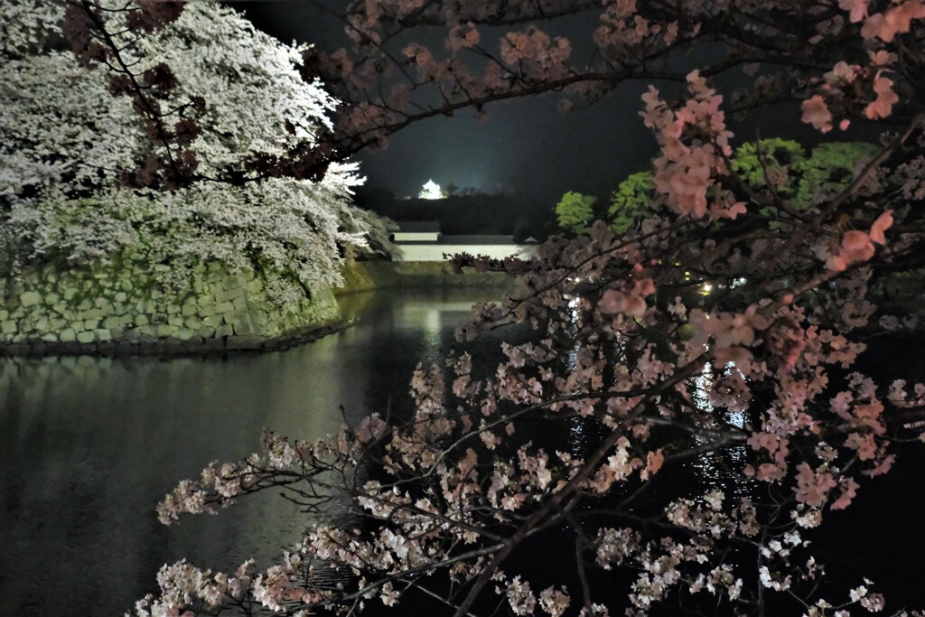 彦根城濠端夜景　３