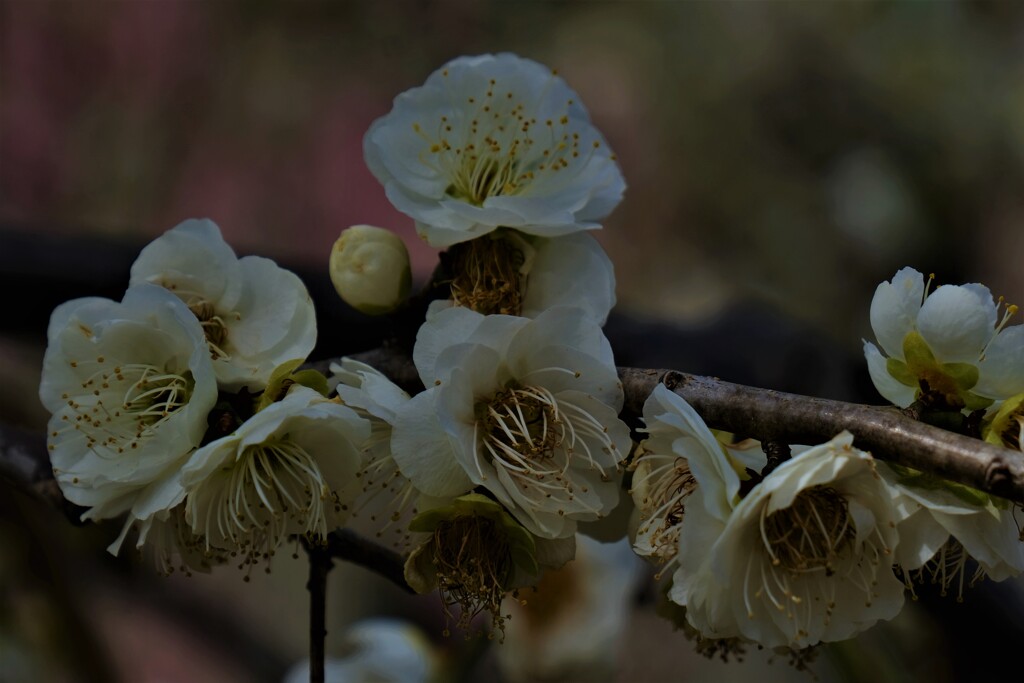plum tree