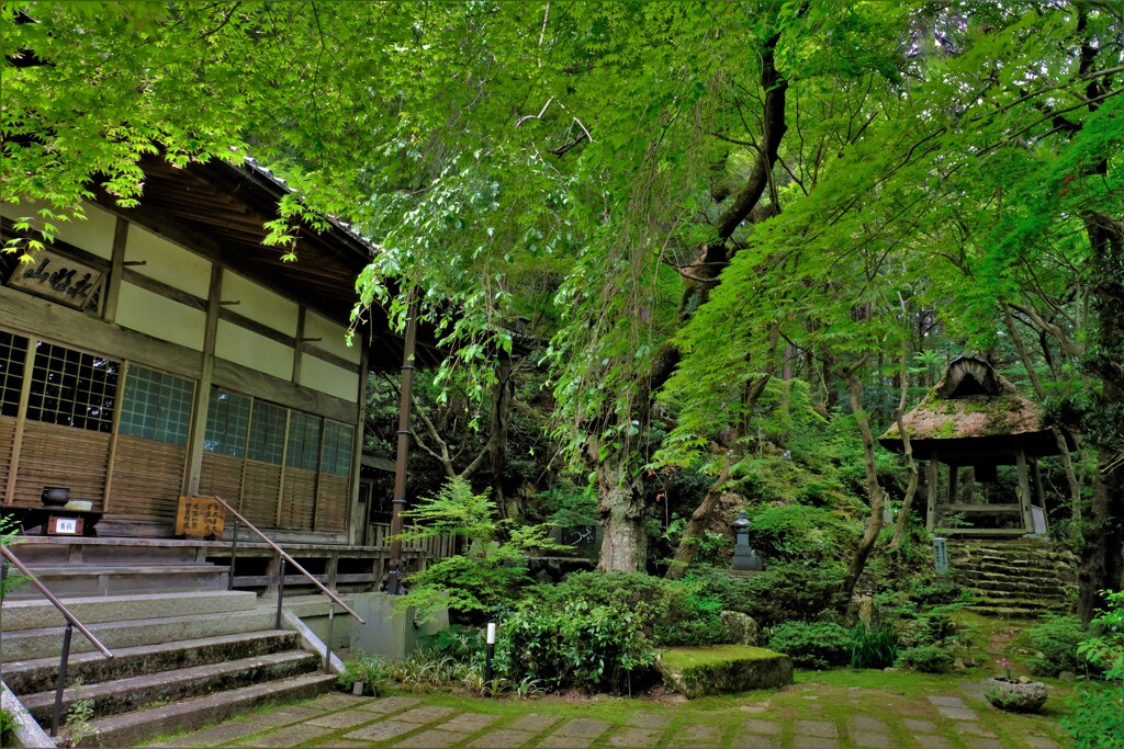 新緑の延寿寺　7