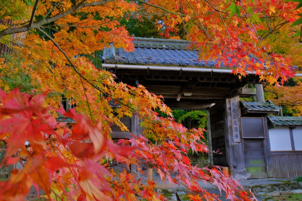 高源寺紅葉寸景　３