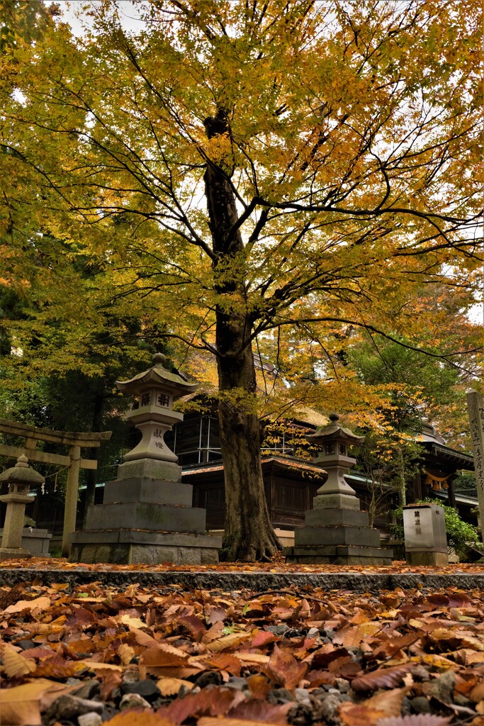 郷社日吉神社紅葉　３-３