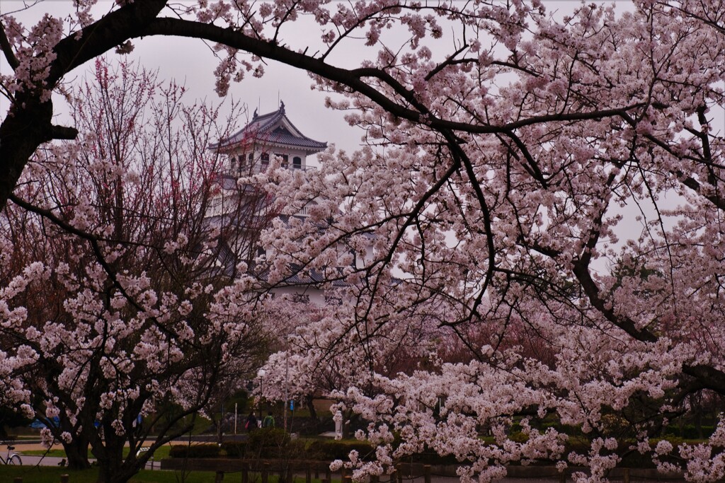 長浜豊公園桜景　３