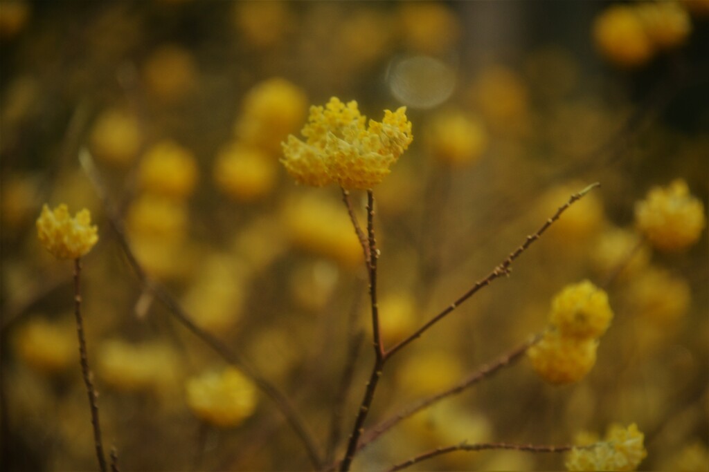春薫妖精の森　８