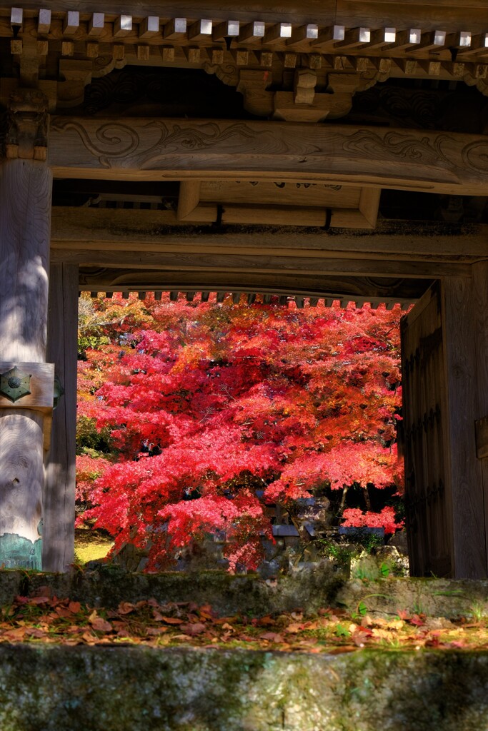 東光寺紅葉　２