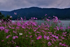 湖畔の秋桜　１