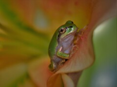 アマガエル