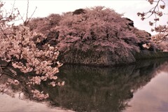 濠端桜　３