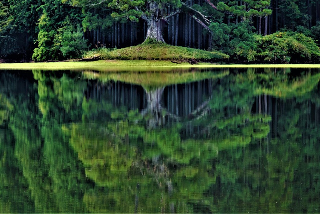 水鏡の千年杉　１