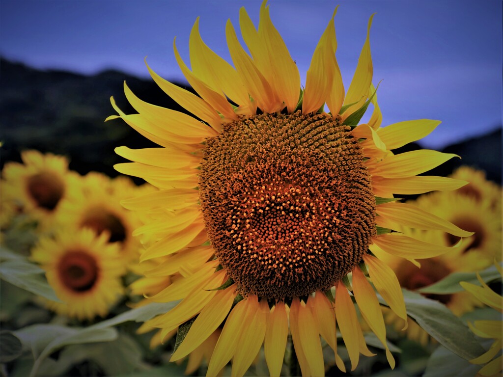 夏花ひまわり　８