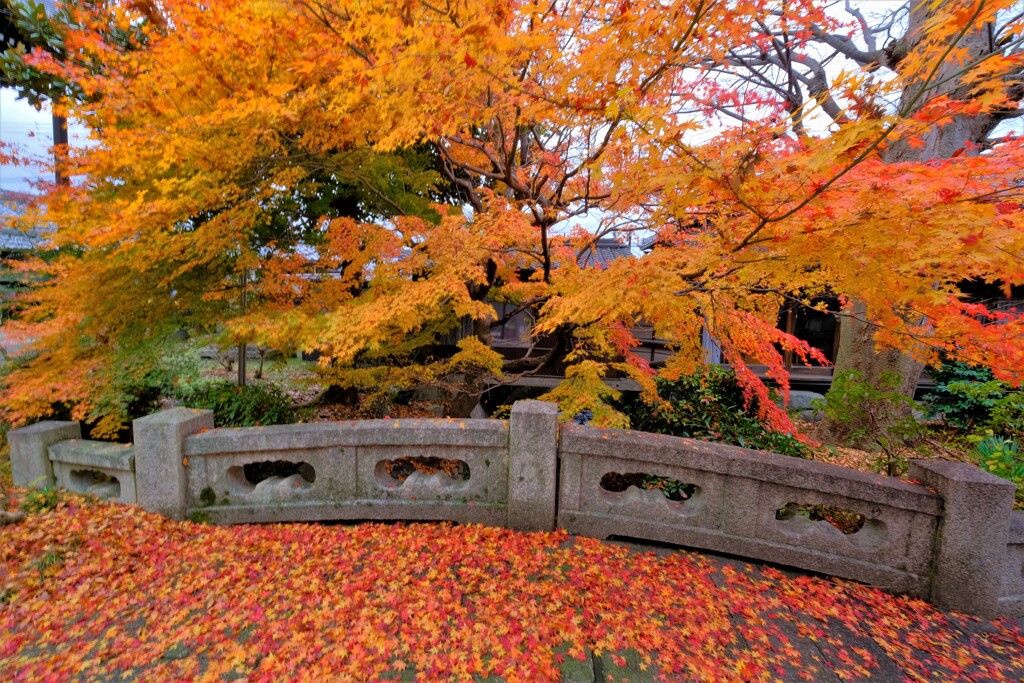 師走紅葉の長浜舎那院　Ⅵ