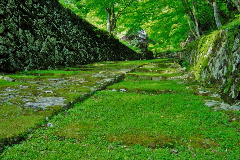 百済寺新緑参道　Ⅱ