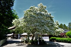 沙沙貴神社なんじゃもんじゃ　１