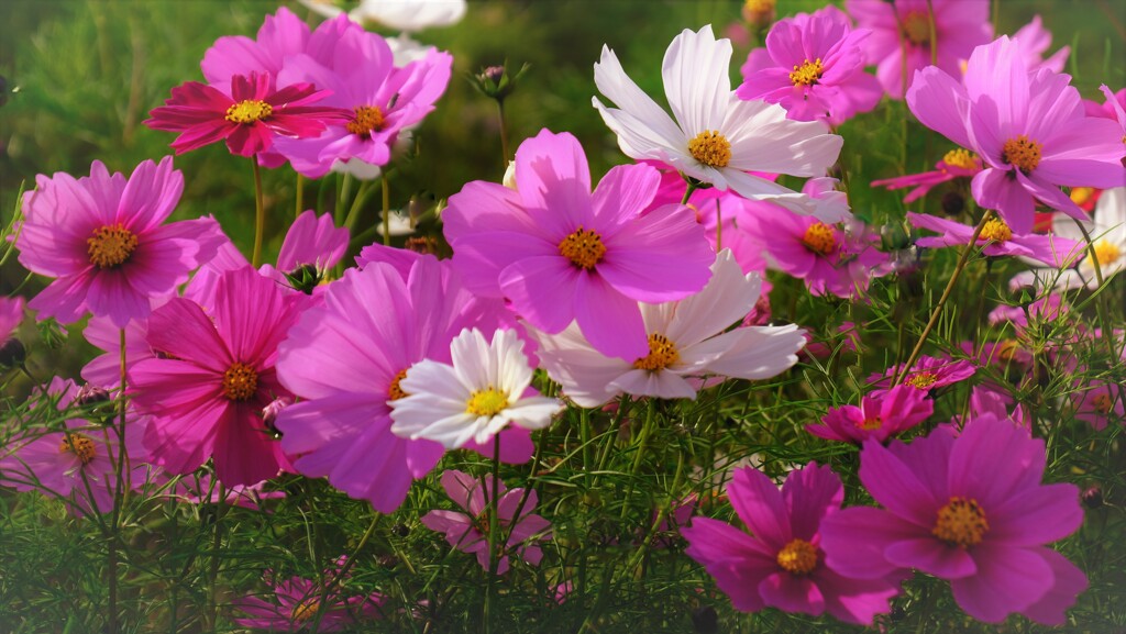 晩秋の秋桜　２