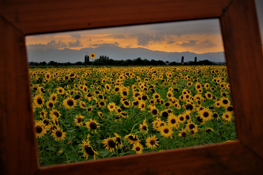 芸術の秋景　１