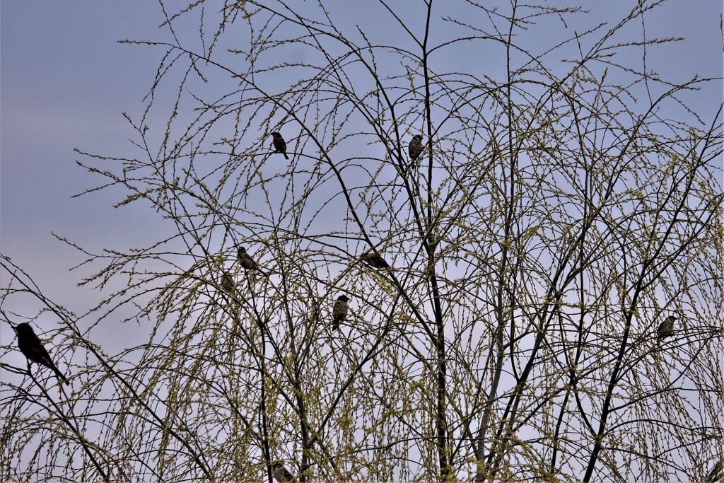 枝木鳥