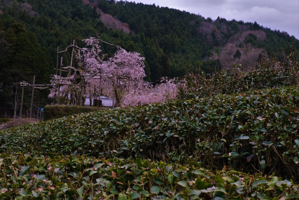 茶畑しだれ桜