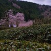 茶畑しだれ桜