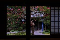 額縁の百日紅