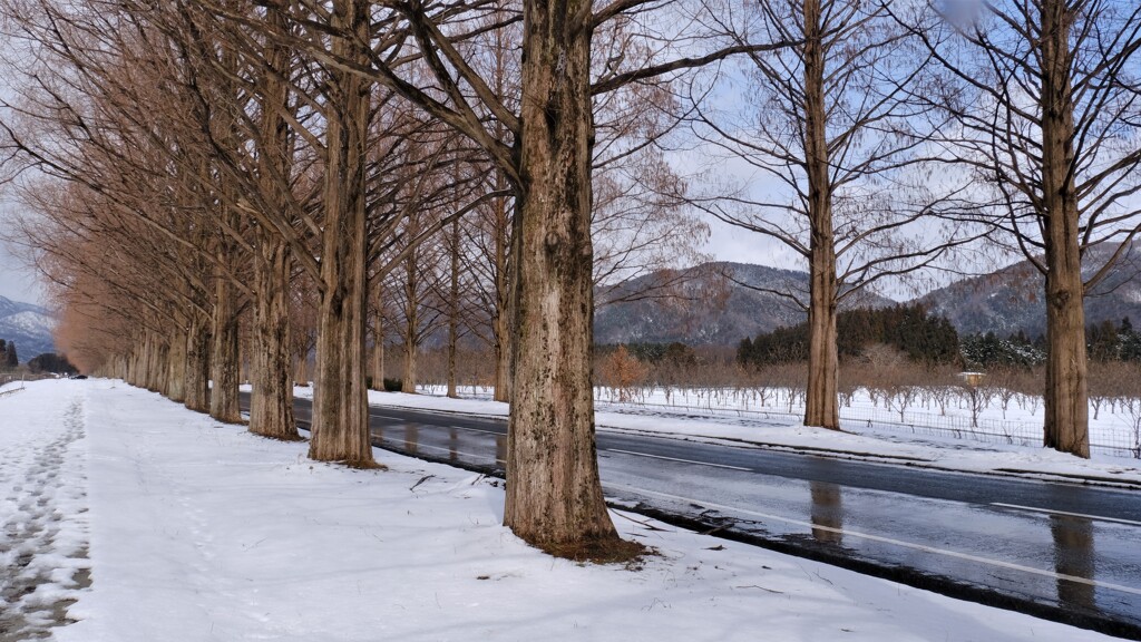 マキノメタセコイア並木道雪景　16