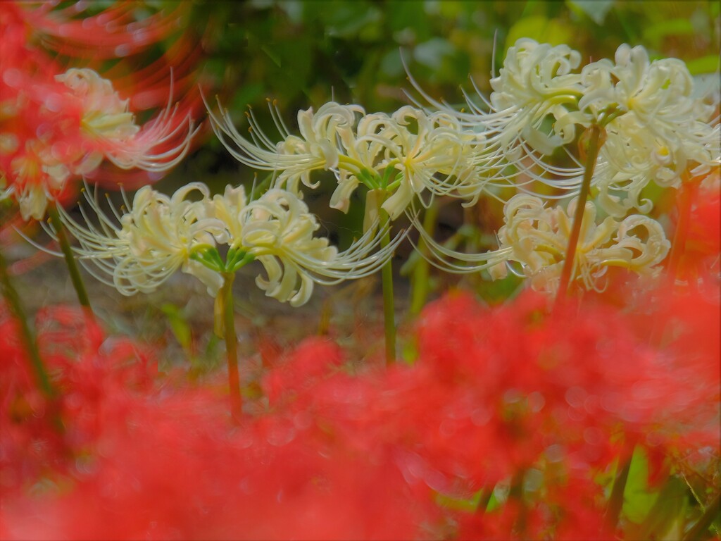 桂浜園地の彼岸花　３