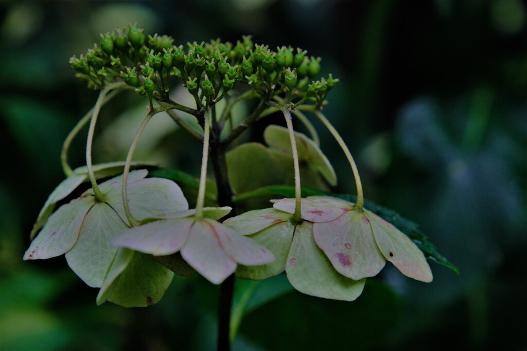 だら花