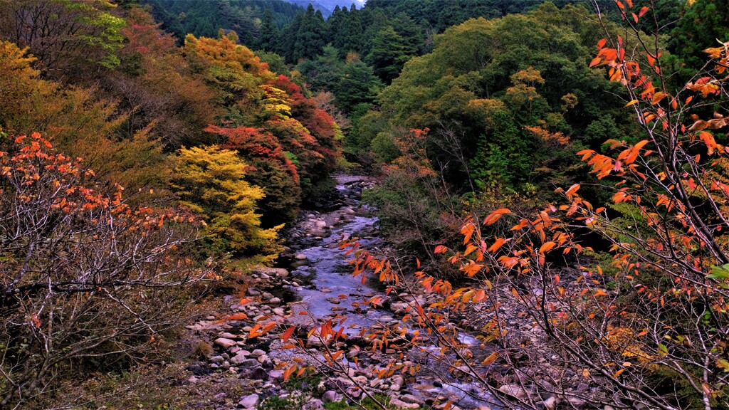 野洲川秋景　１