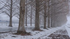 マキノメタセコイア並木道雪景　11