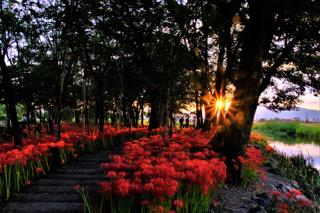 夕照の曼珠沙華　Ⅰ