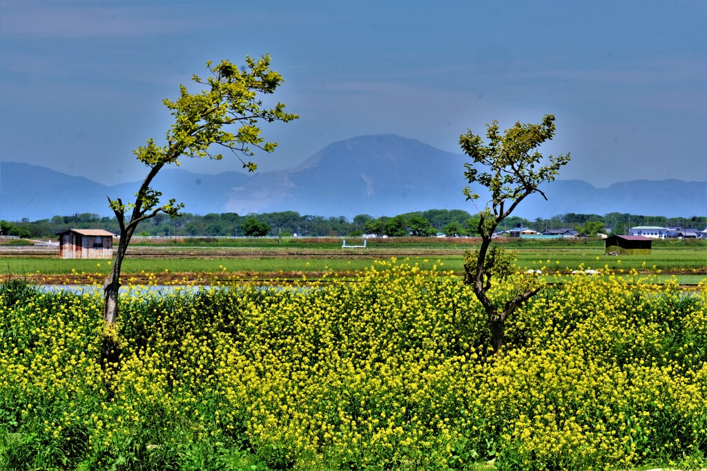 夏きざす