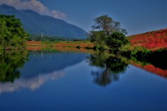 津屋川堤防の彼岸花　５