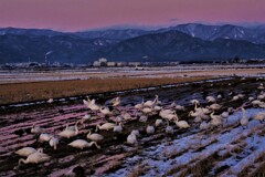 黄昏の泥田のコハクチョウ