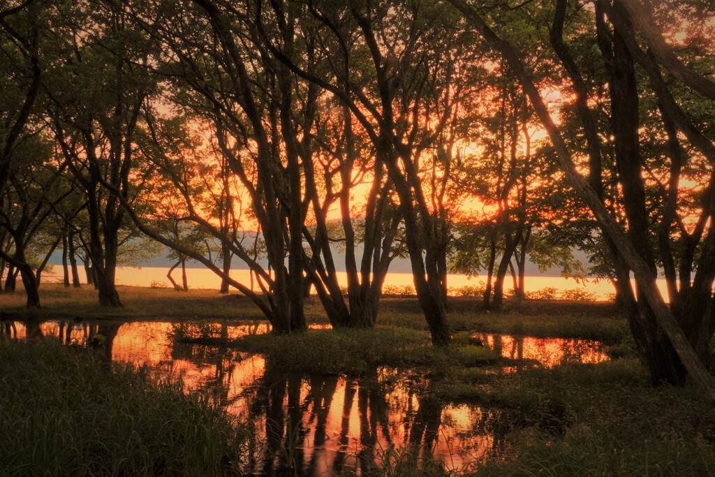 湖辺の小さな森の夕景　２