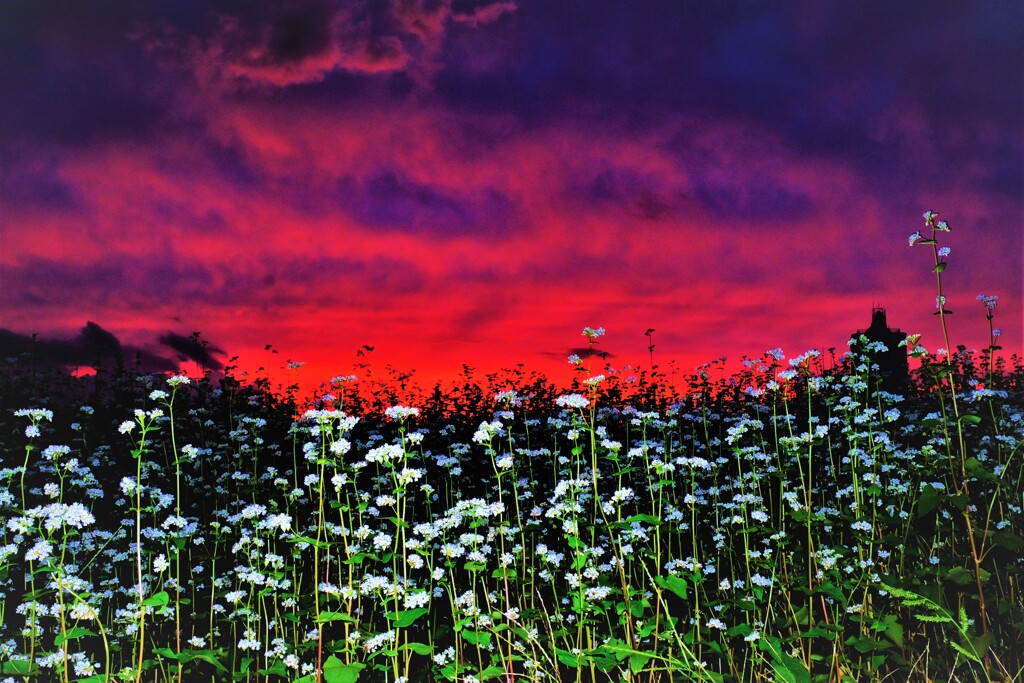 夕焼けのそばの花畑　２-２